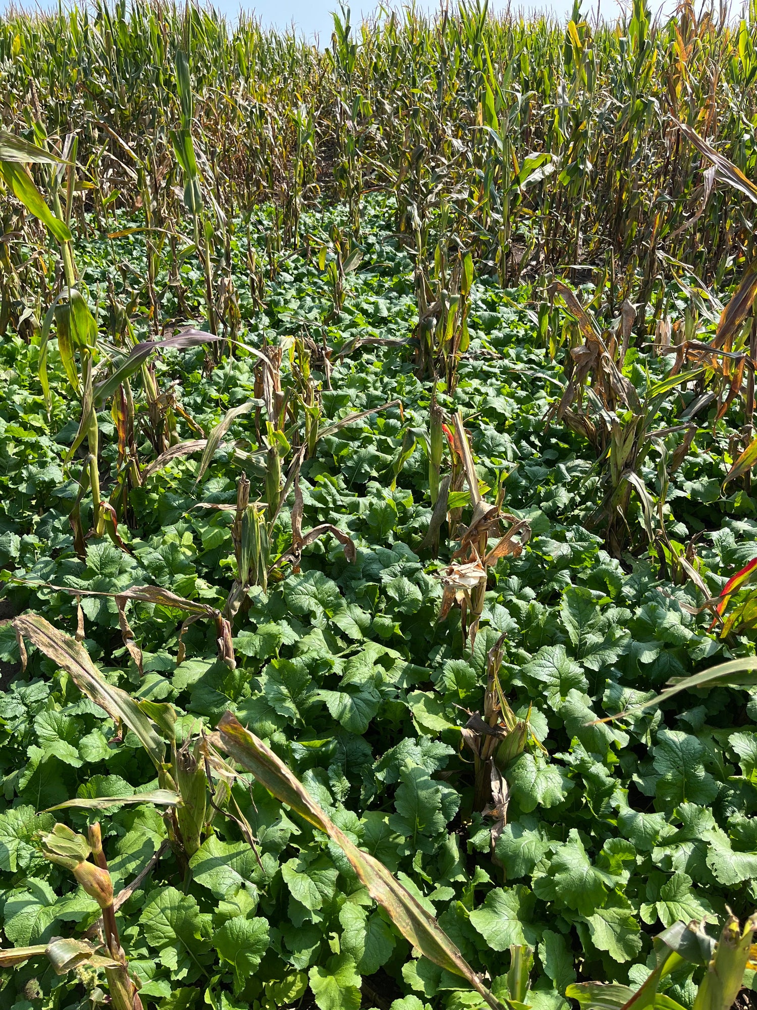 Fall Food Plots