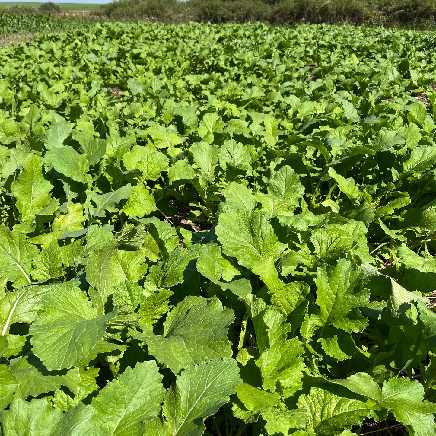 Brassica Buffet Mix
