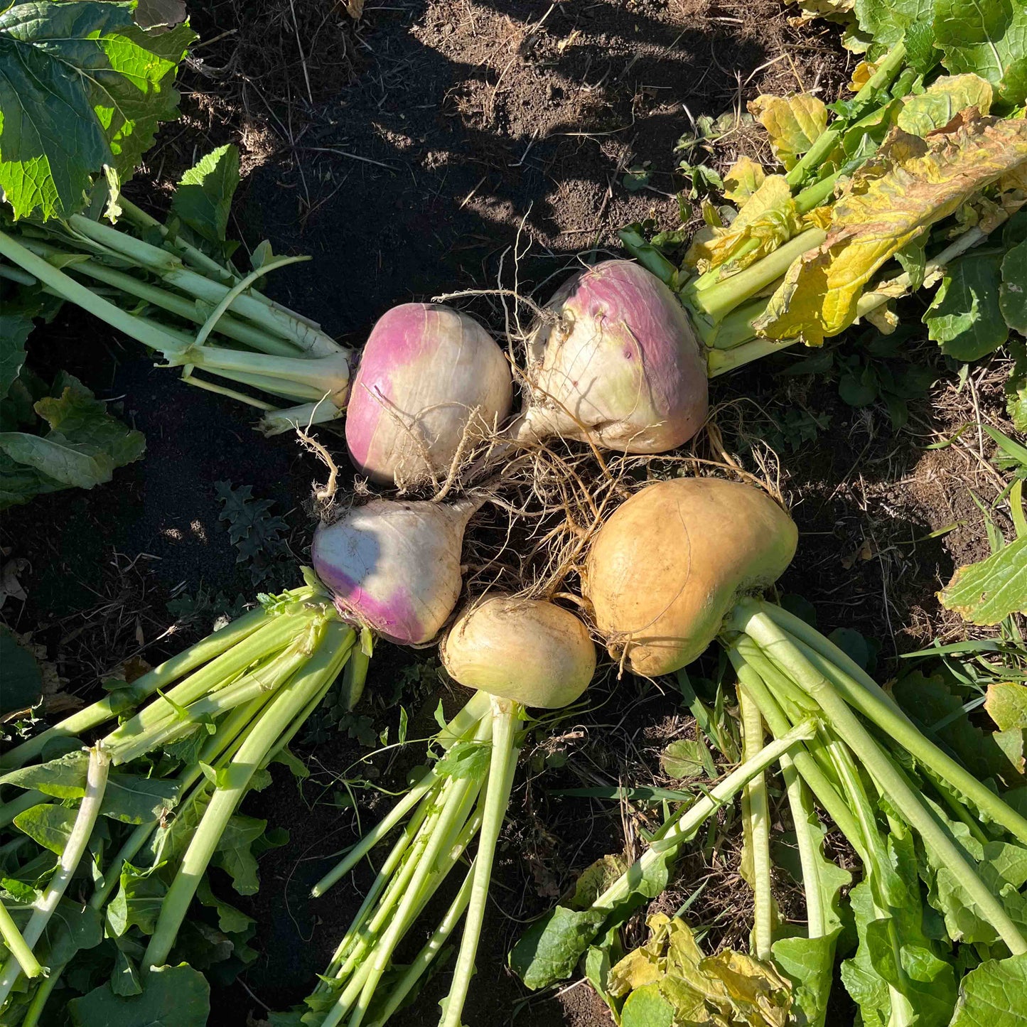 Golden Ball Turnips