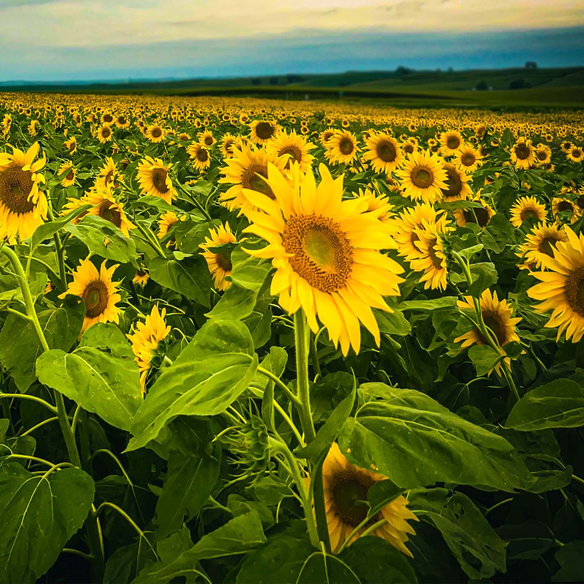 beyond herbicide for clearfield sunflowers Clearfield Sunflowers (Sprayable) 1 Acre (5 lb Bag)