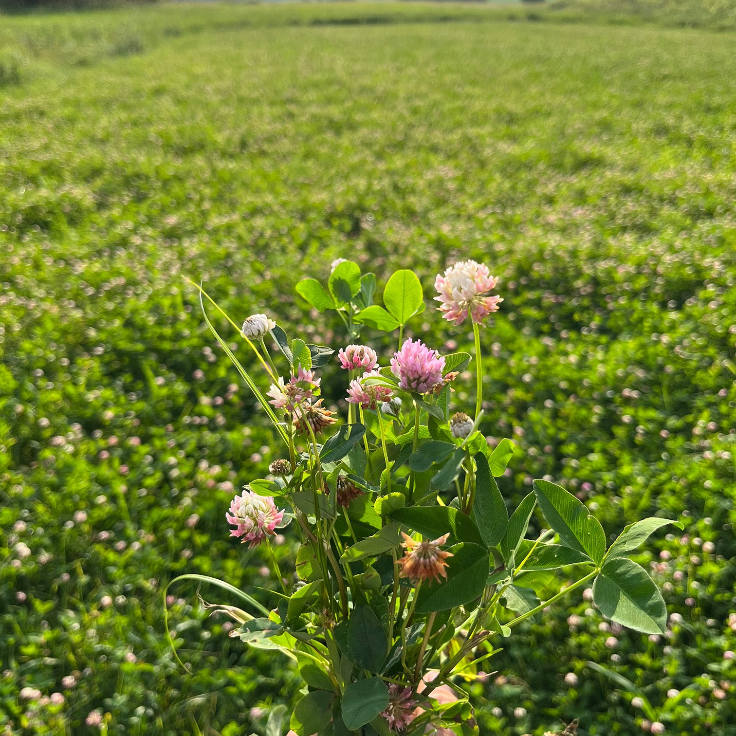 Medium Red Clover – TnT Seed Company