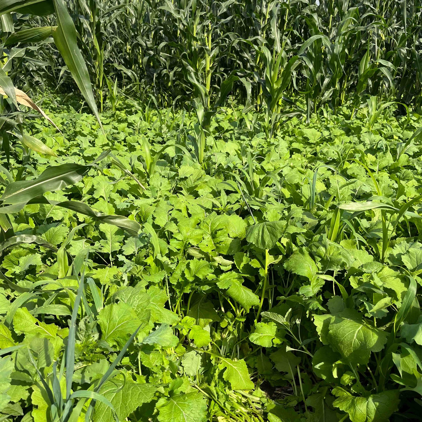 Dwarf Essex Rapeseed