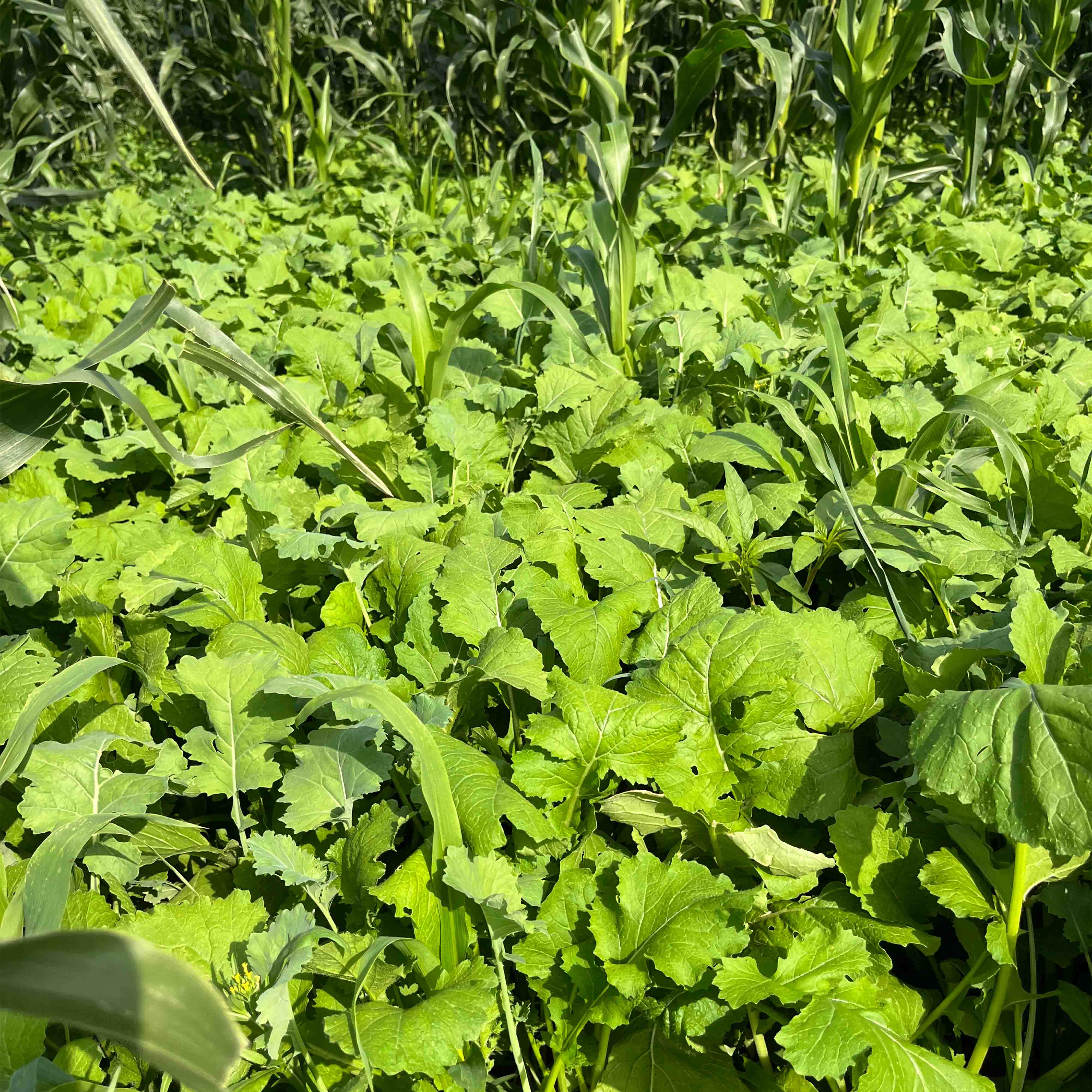 rape seed plant Rapeseed 1/2 Acre (4 lb Bag)