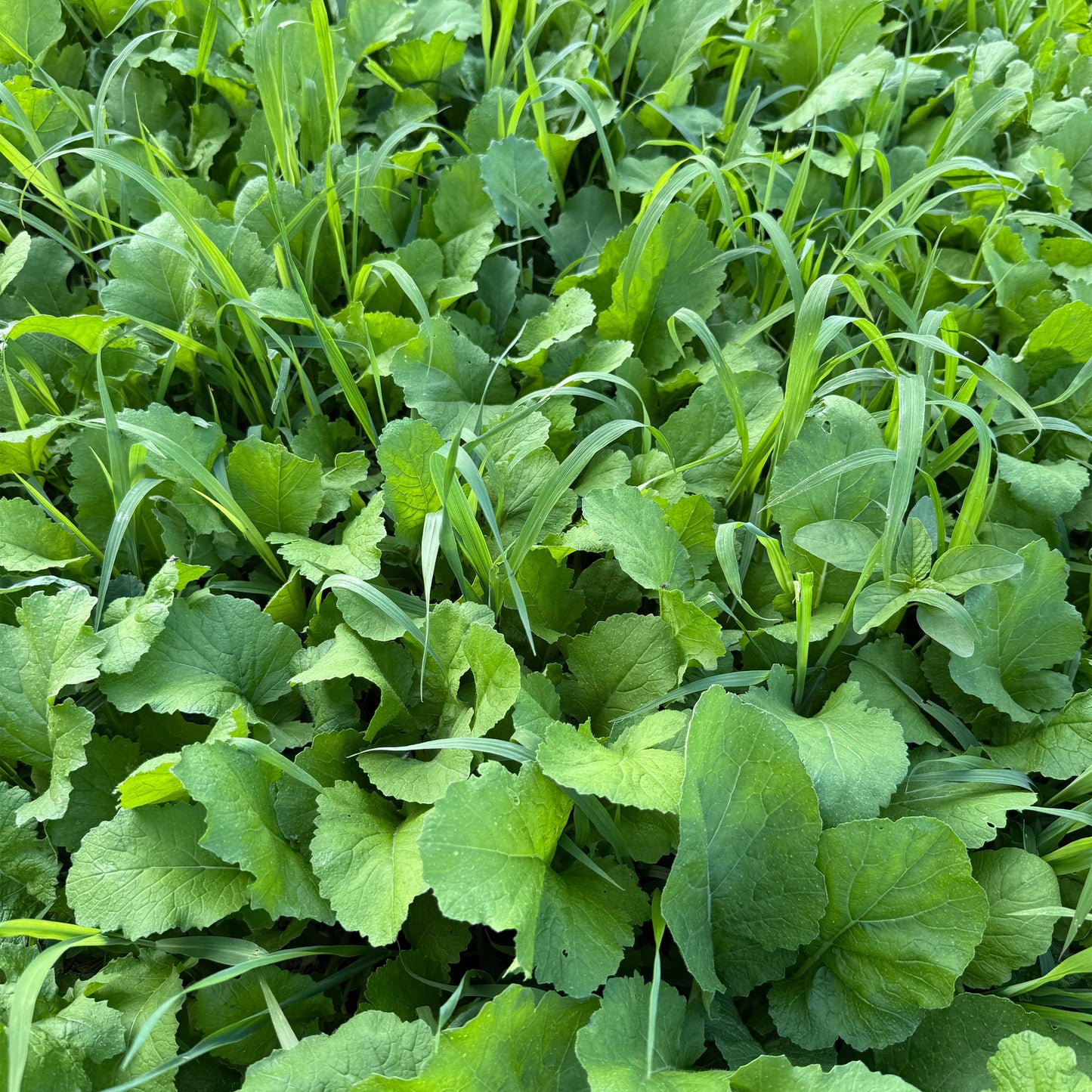 Fall Forage