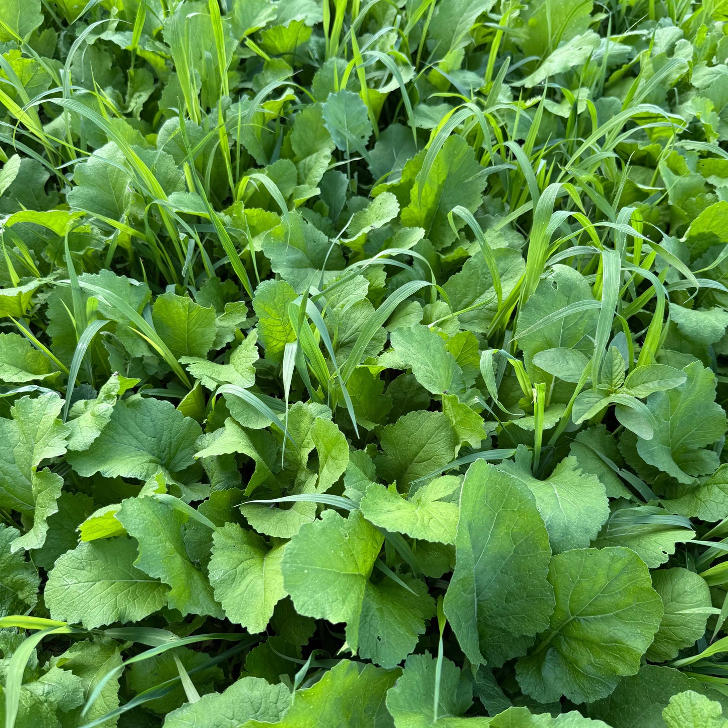 Fall Forage