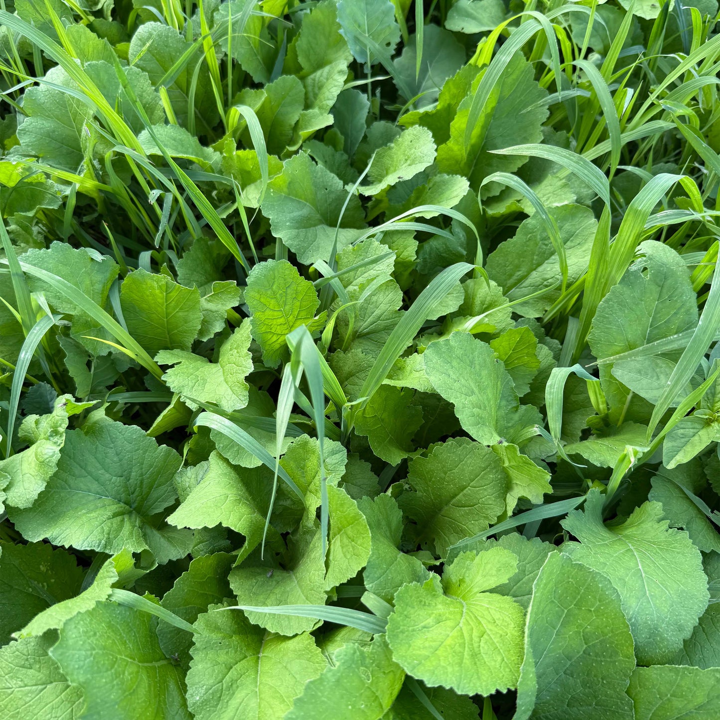 Fall Forage