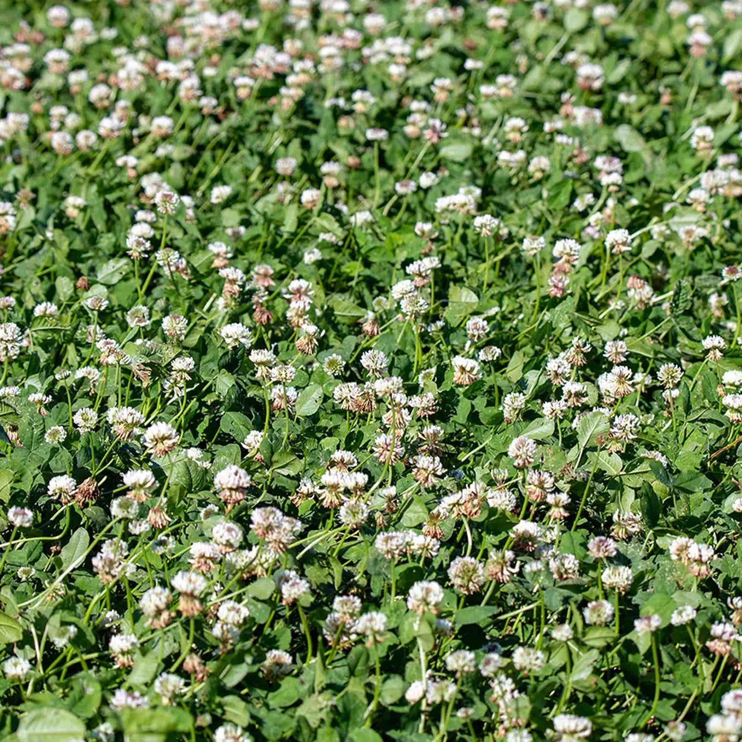 Balansa Clover