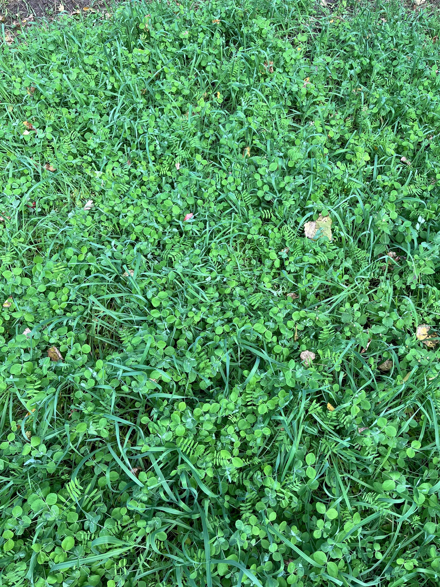 Peas, Oats, Vetch Garden Cover Crop Mix