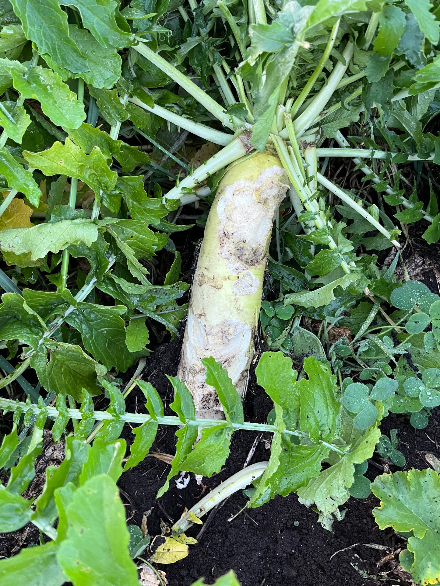 Daikon Radish