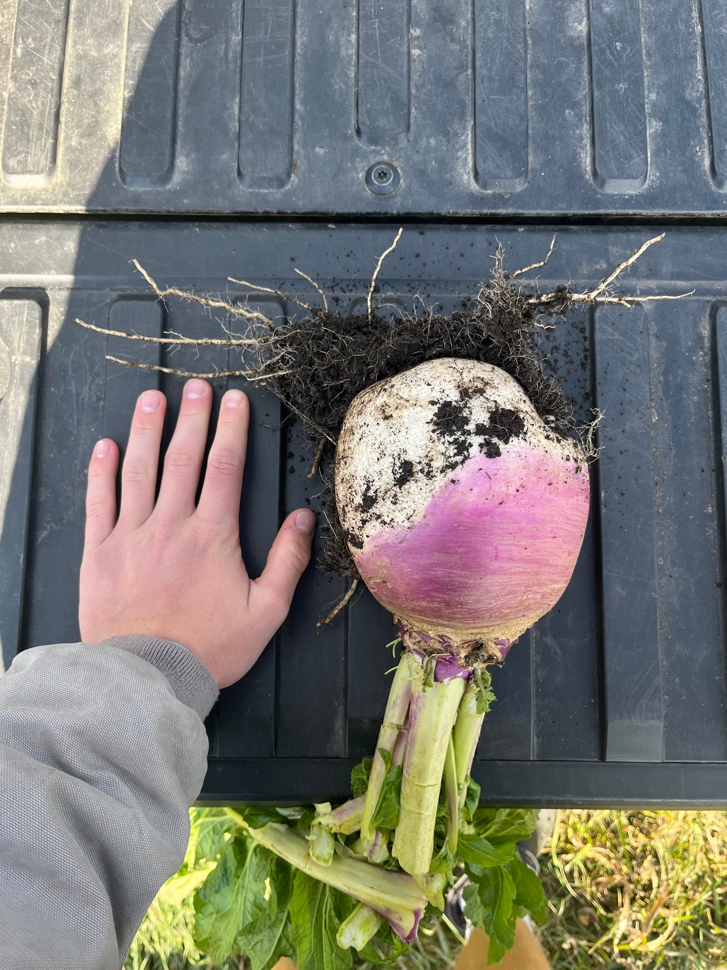 Purple Top Turnips