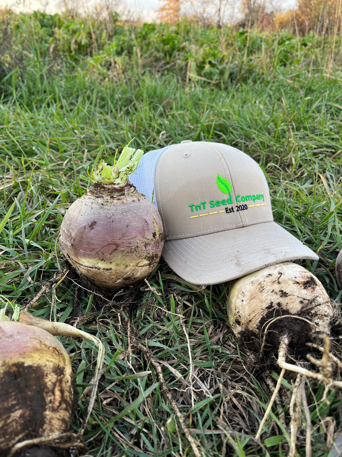 Purple Top Turnips