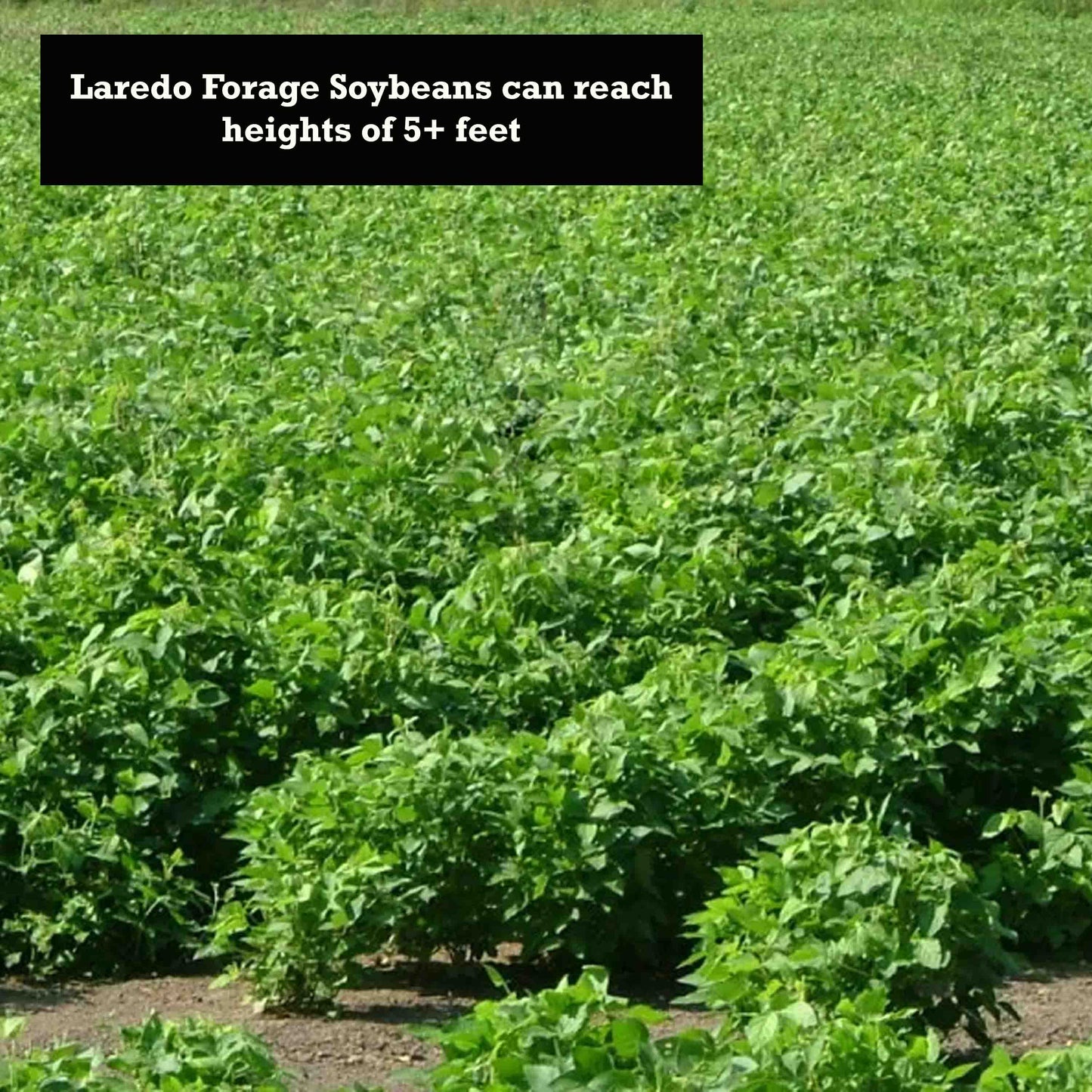 Laredo Forage Soybeans