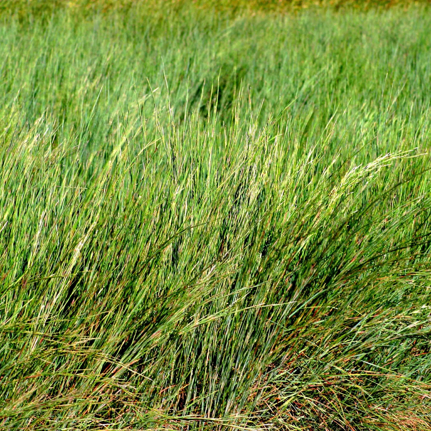 Little Bluestem