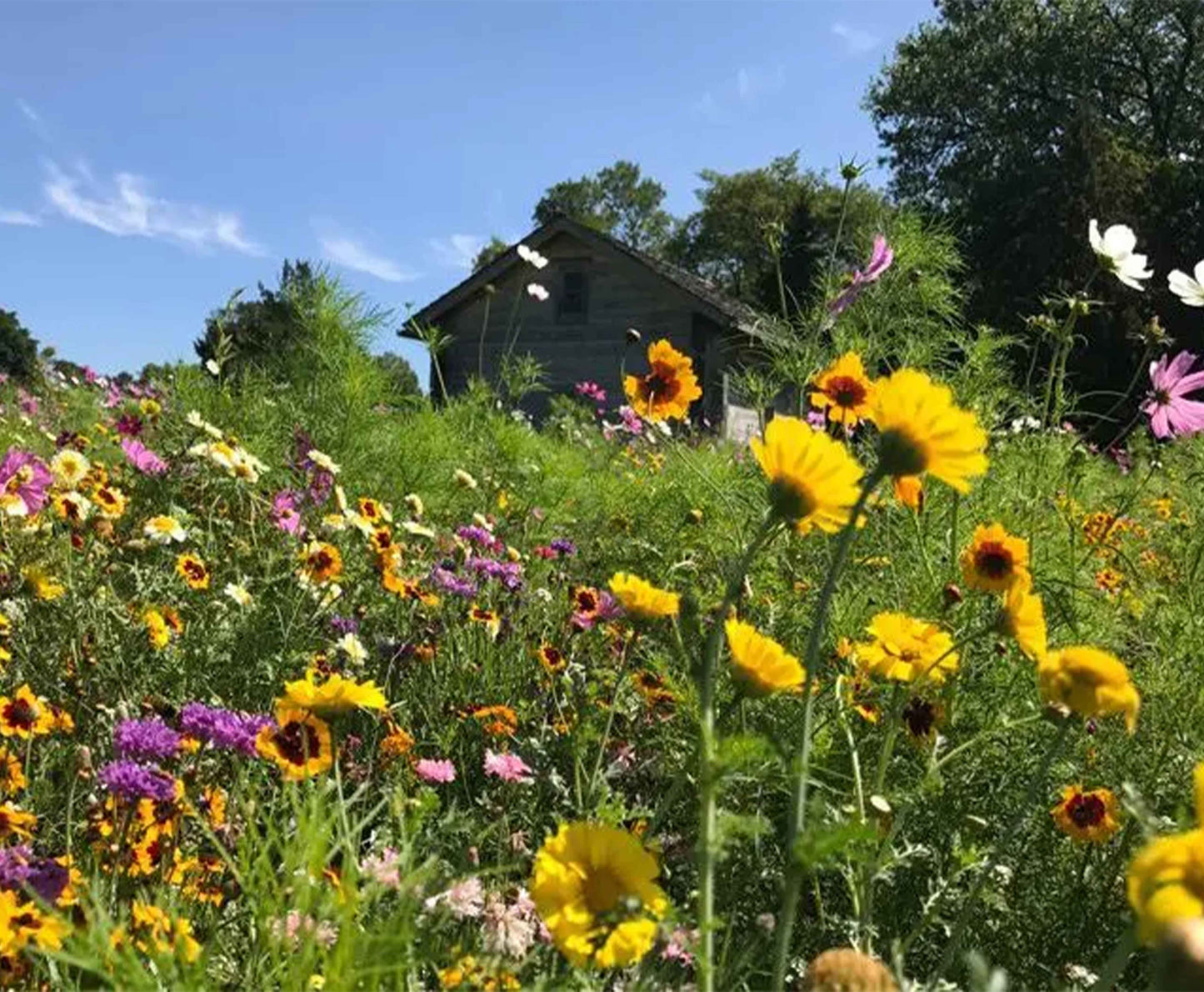 Midwest Wildflower Mix