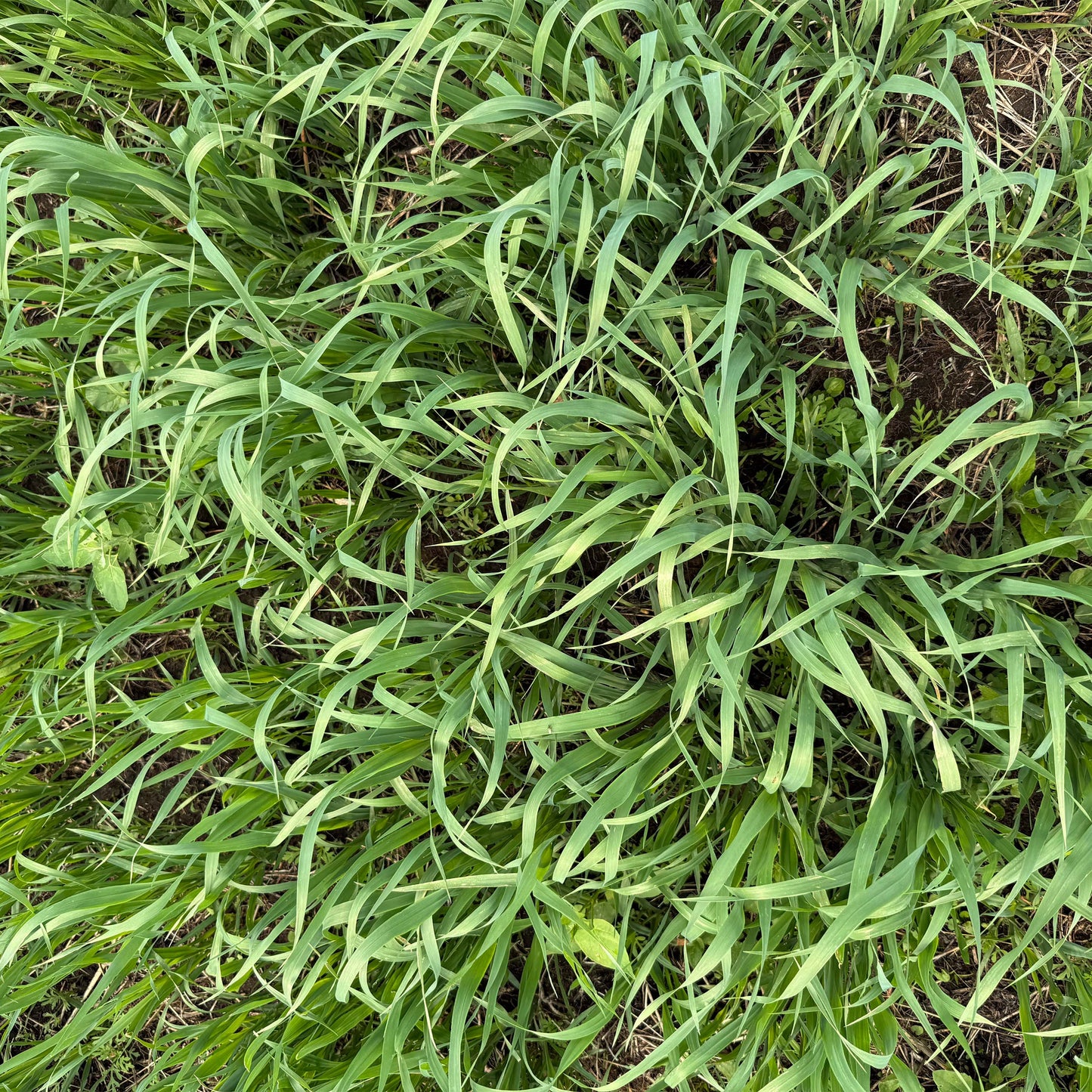 Whitetail Forage Oats