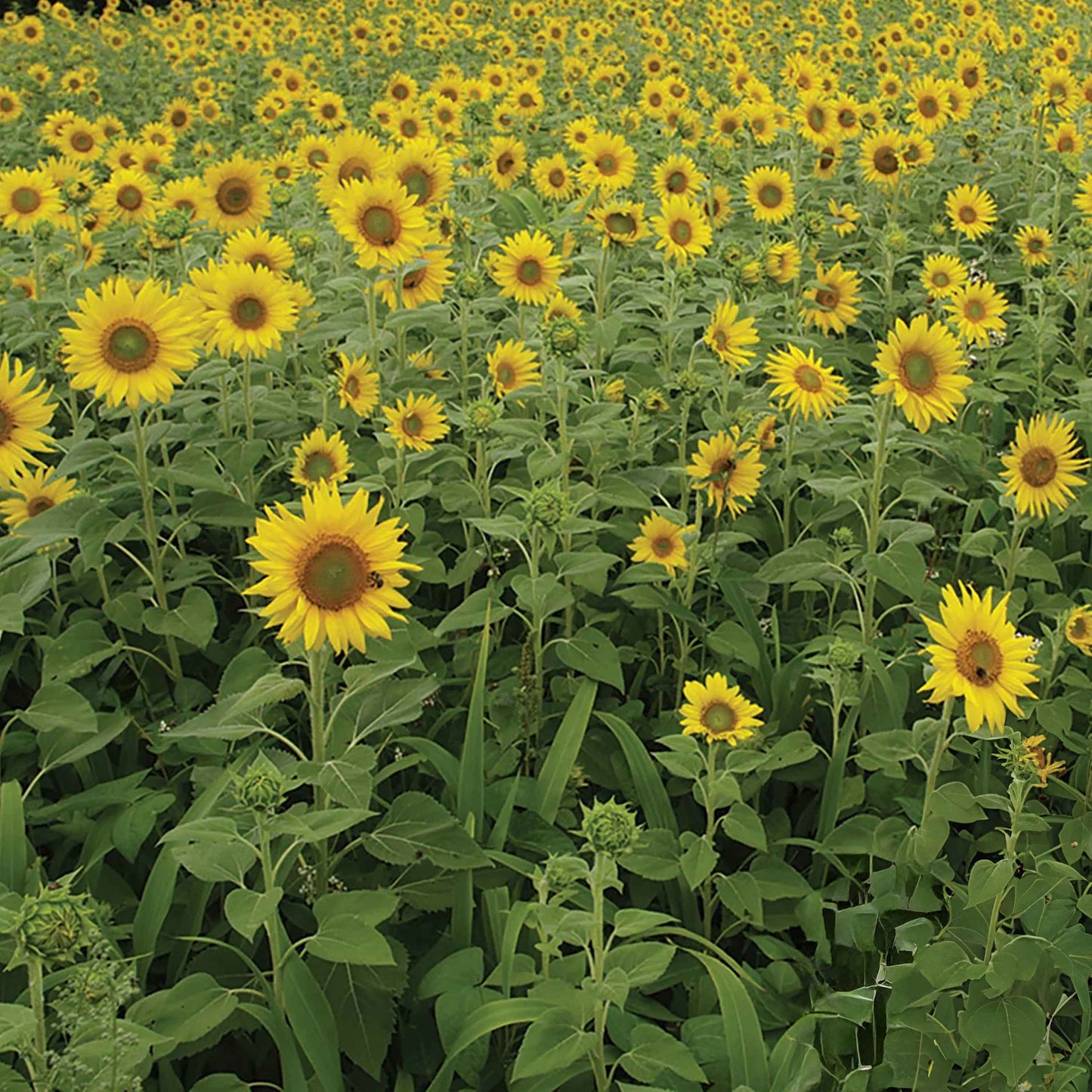 Sunflowers