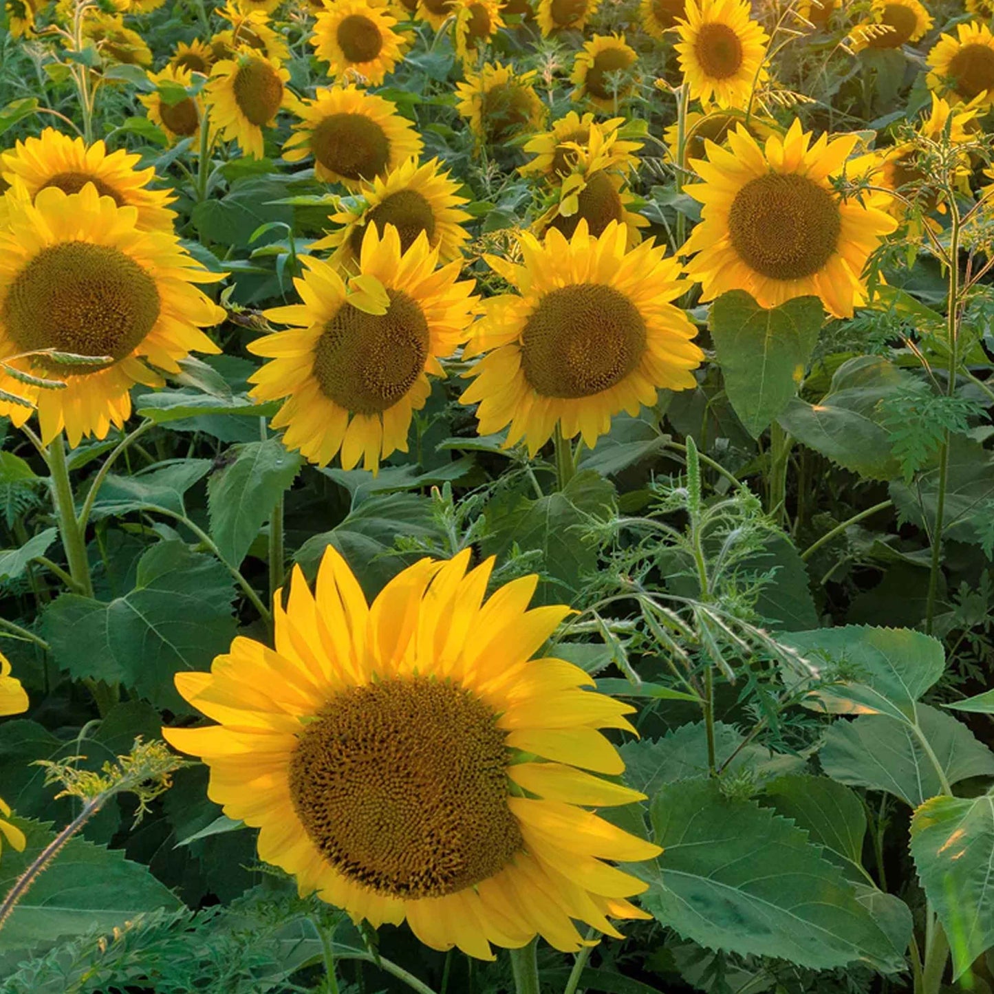 Sunflowers