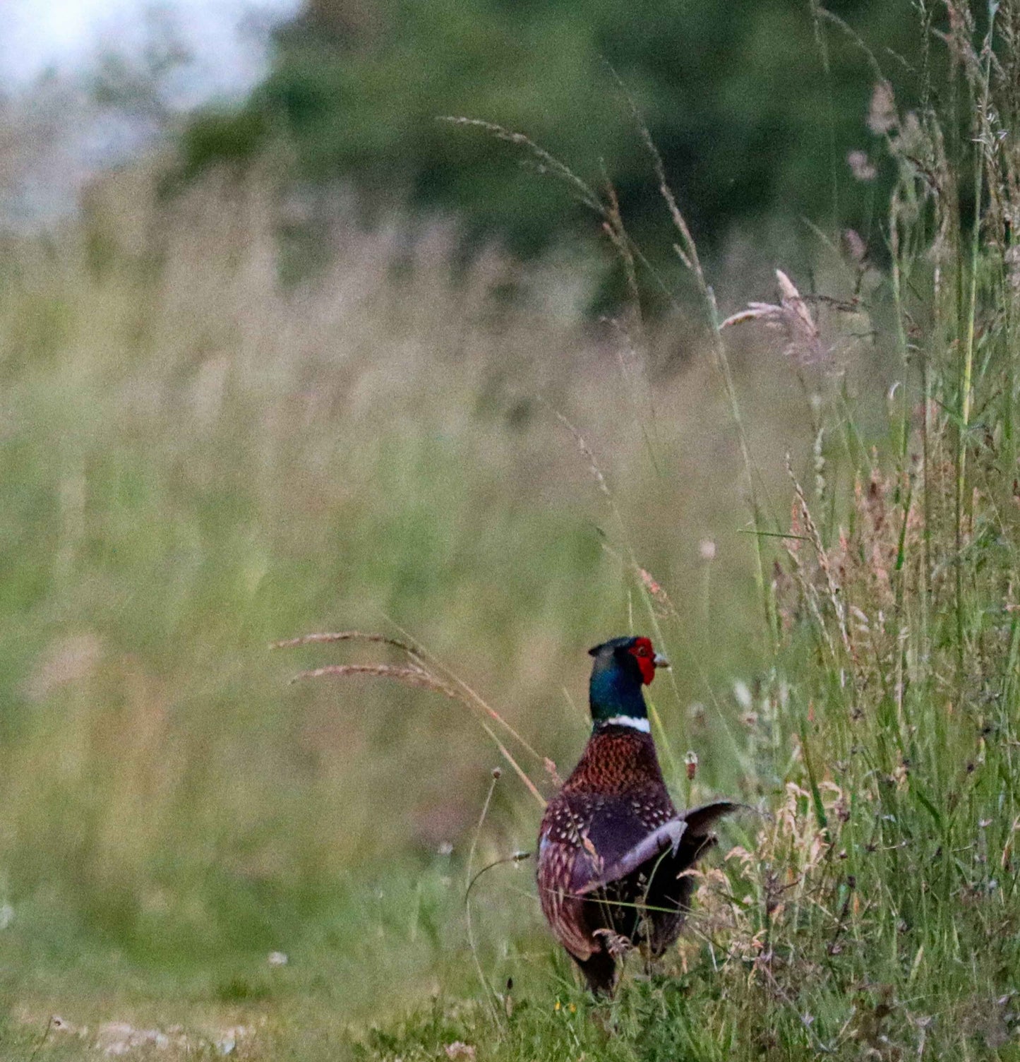 Perennial Upland Game Bird Food Mix