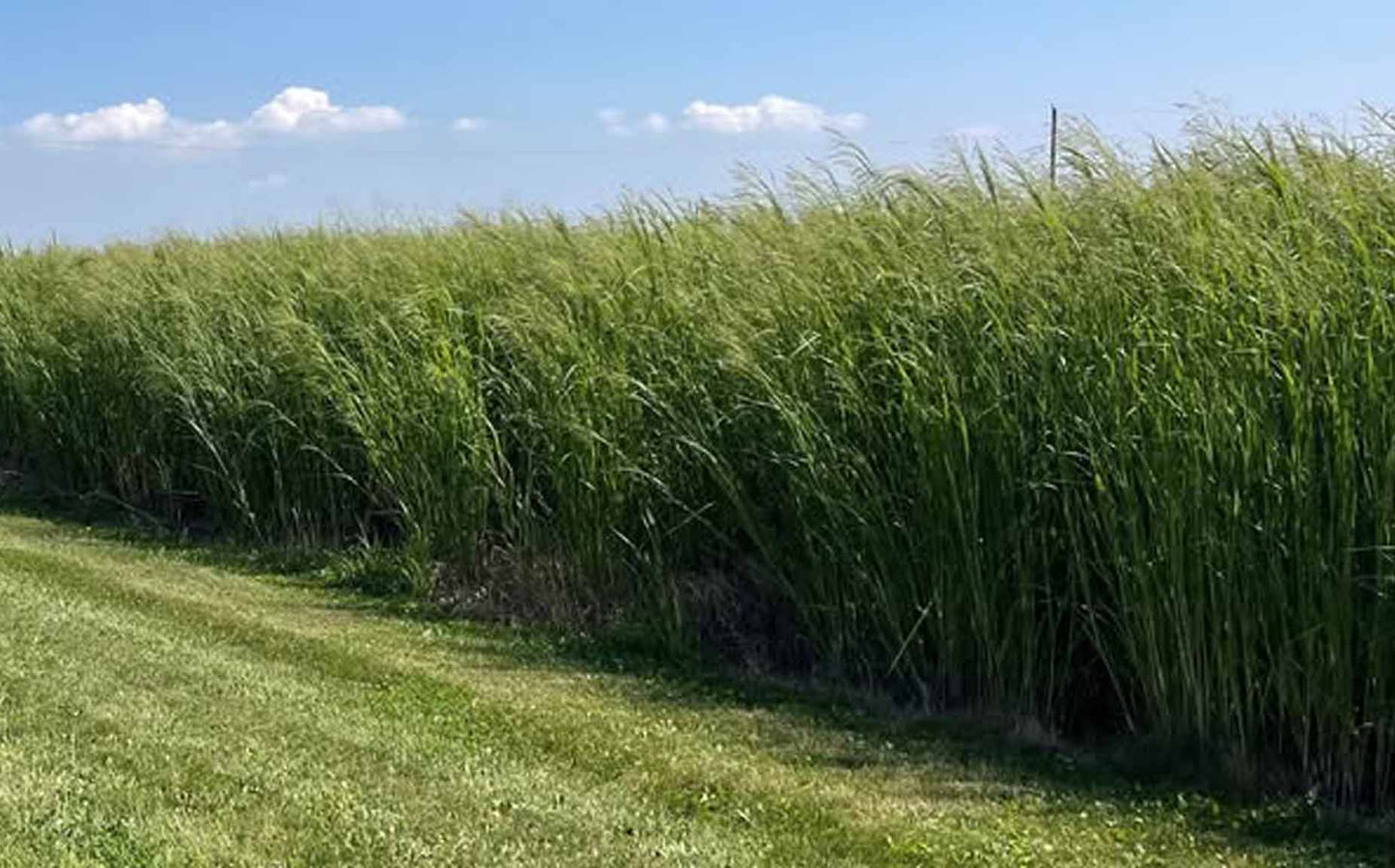 RC Tecumseh Switchgrass (Sundance can be used as a replacement)