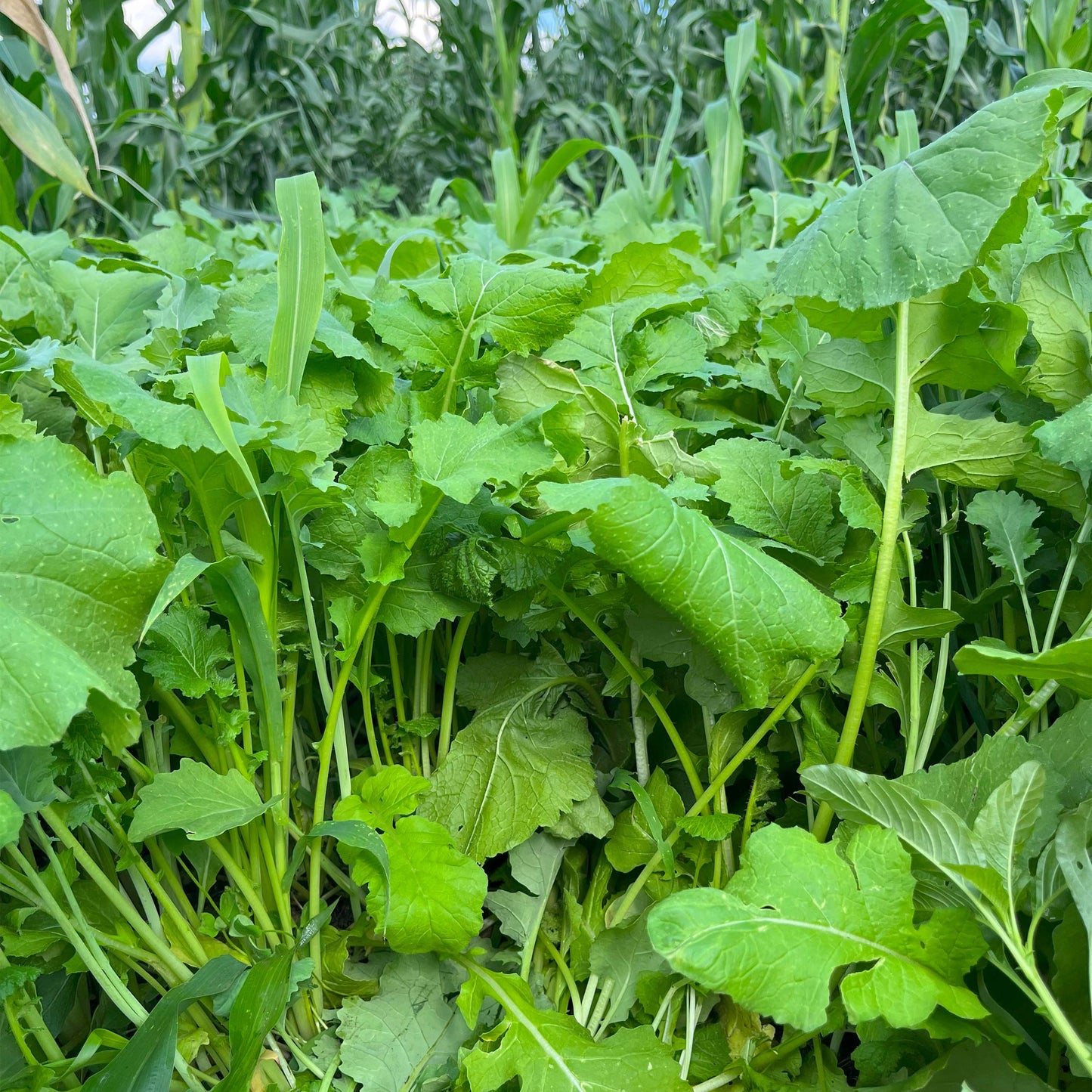 Sub Zero Hybrid Kale