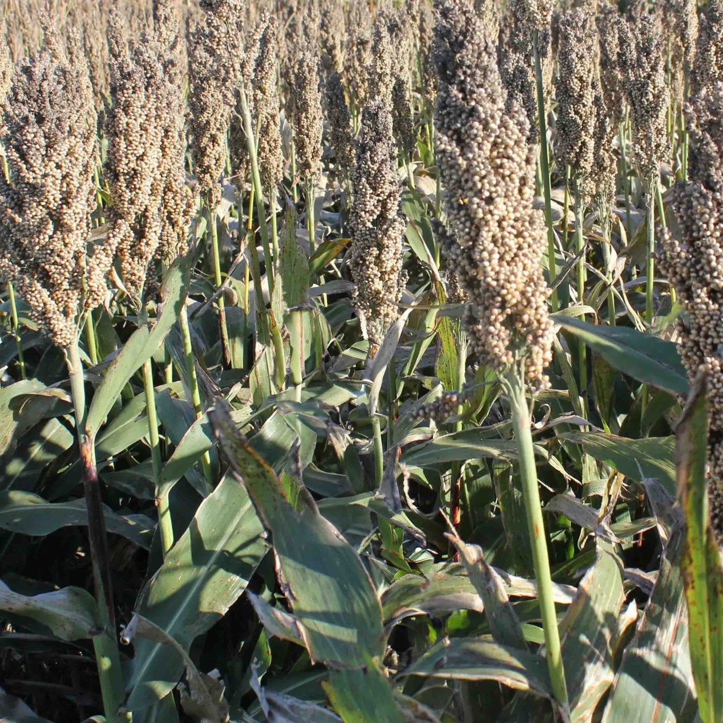 WGF Grain Sorghum (Milo)