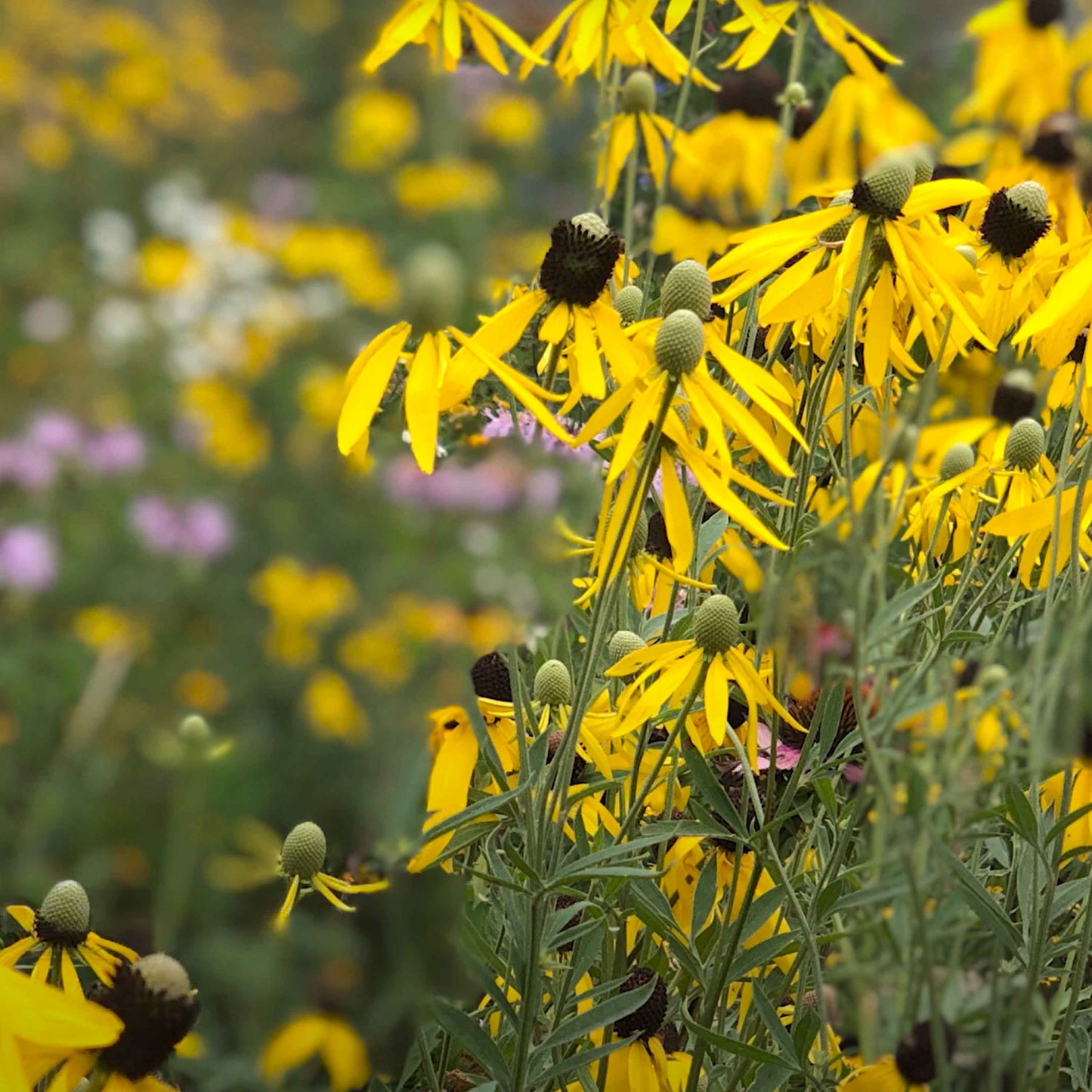 Midwest Wildflower Mix