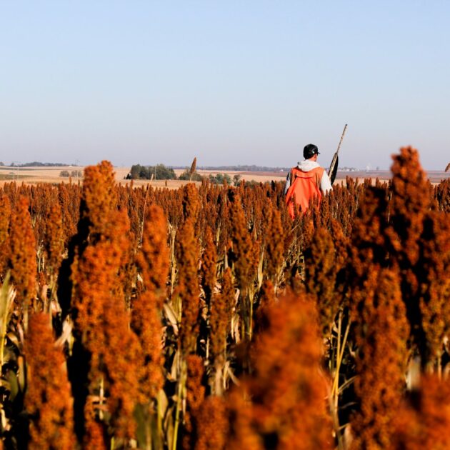 Red Milo: How to Plant & Why It’s Great for Upland Birds