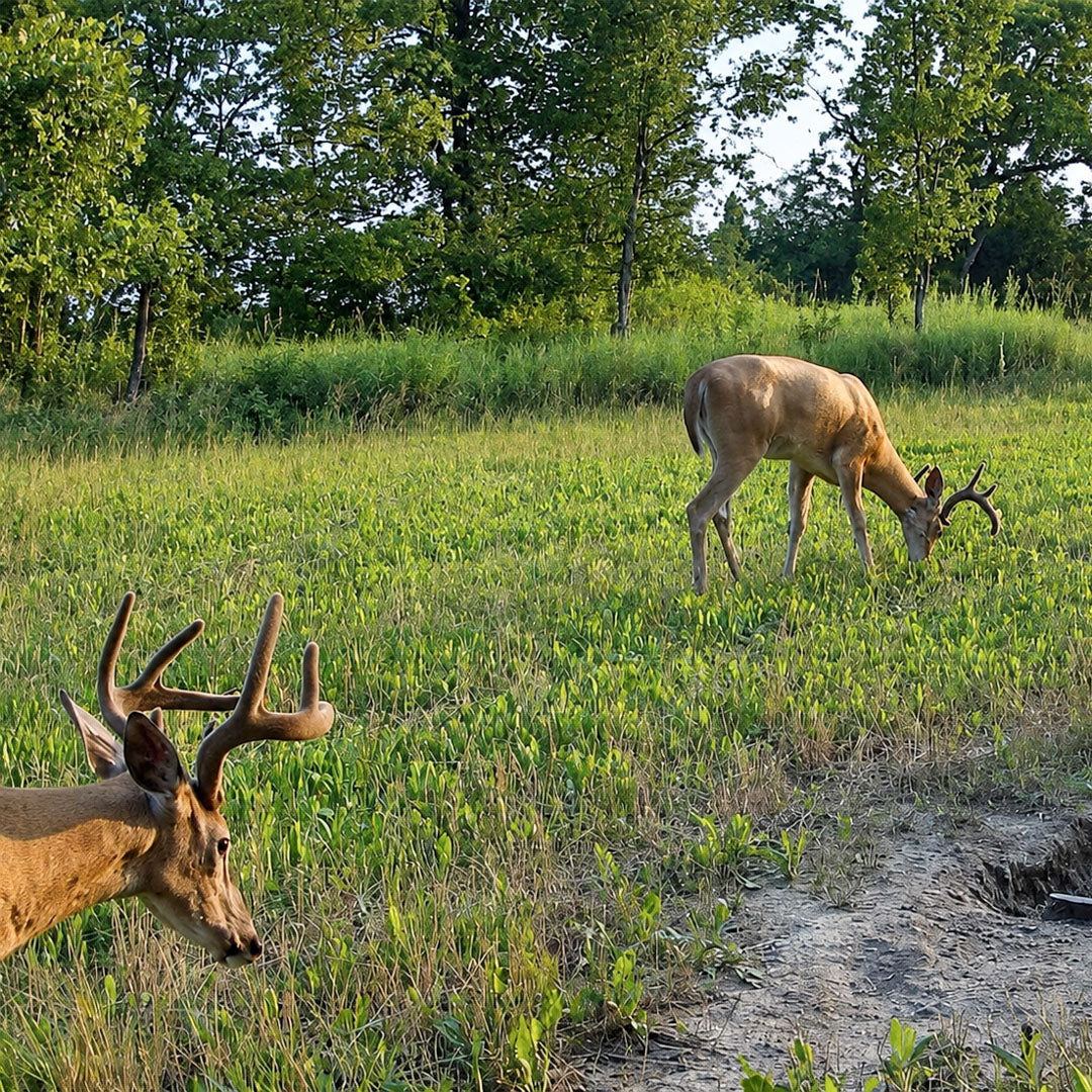 Fall Food Plot Options: What Should You Plant for Deer?
