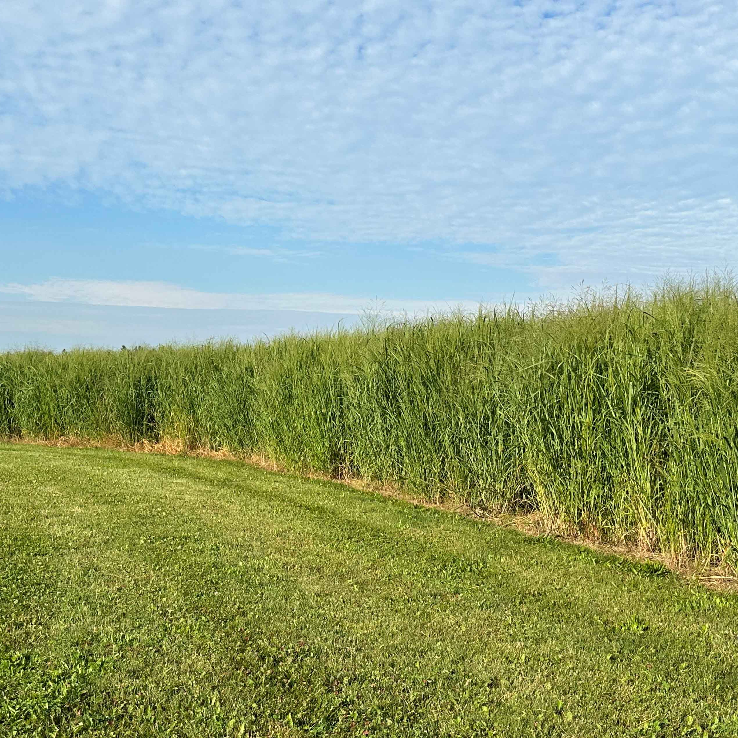 Best Time to Plant Switchgrass for Deer & Wildlife Habitat
