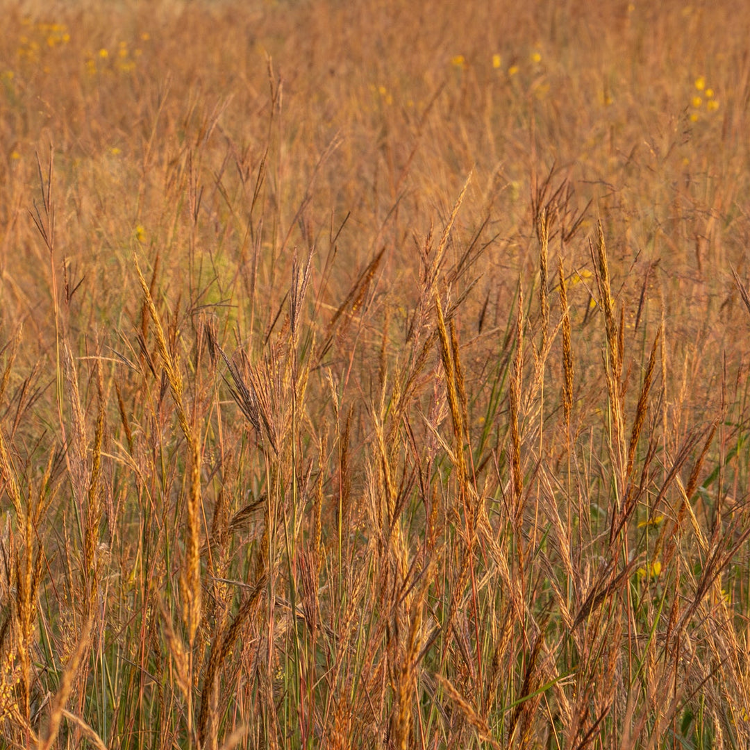 Native Grass Seed