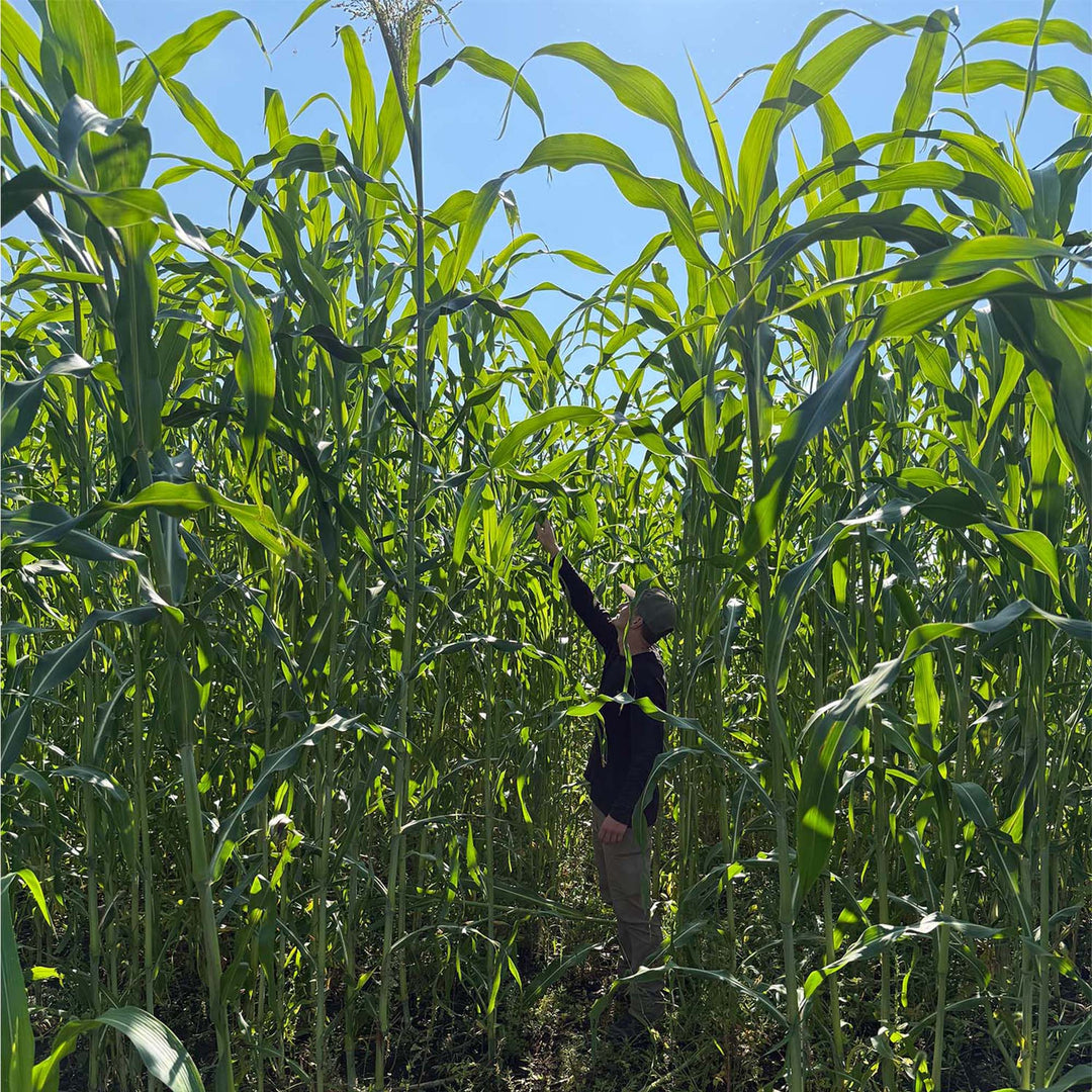 Sorghums and Millets