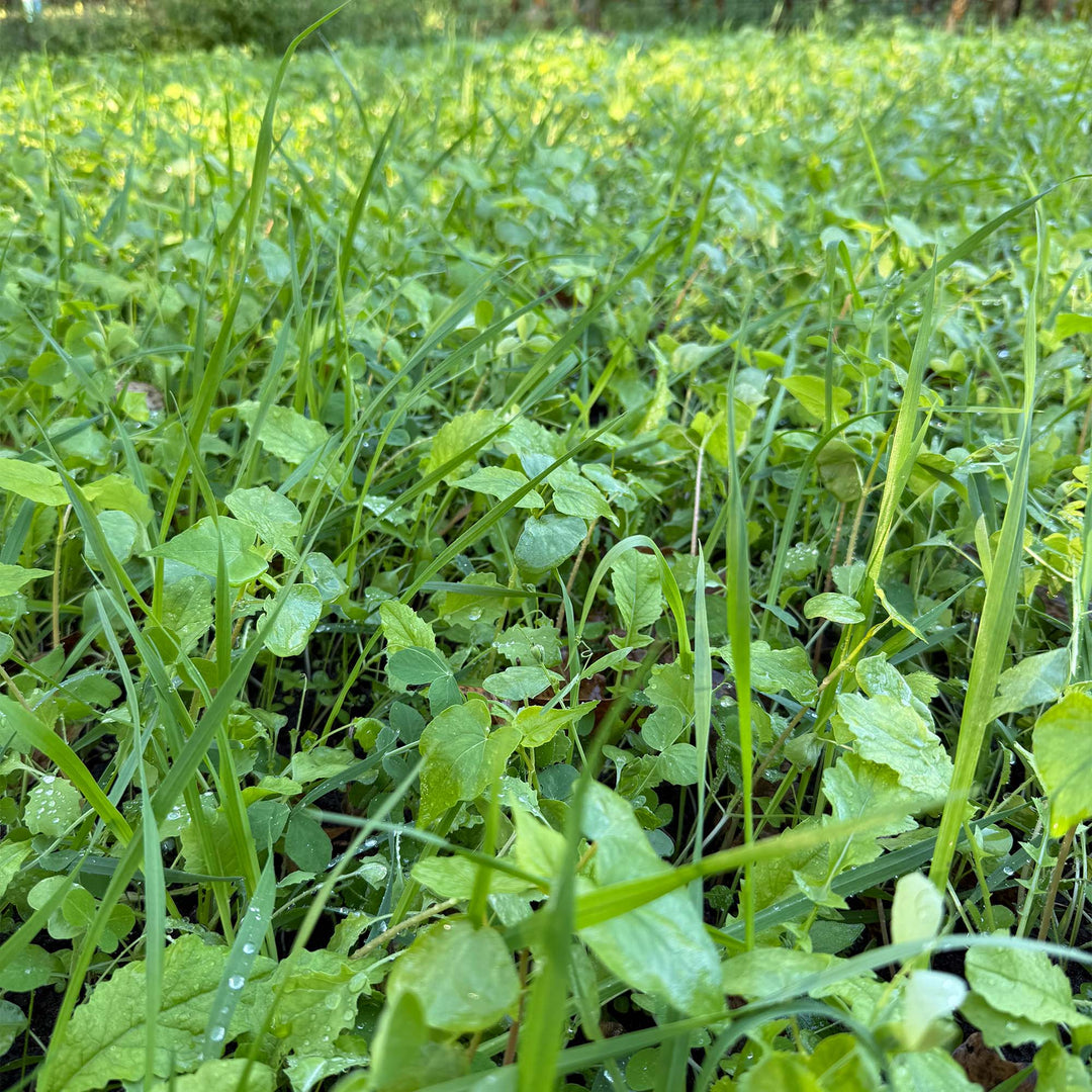 All Purpose Garden Cover Crop Mix