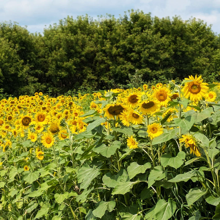 Sunflowers (Peredovik)