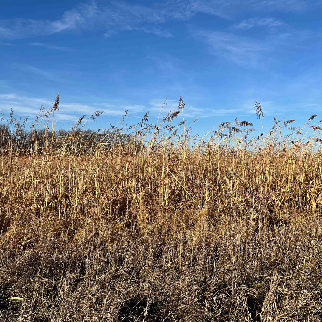 Annual Upland Game Bird Food Mix