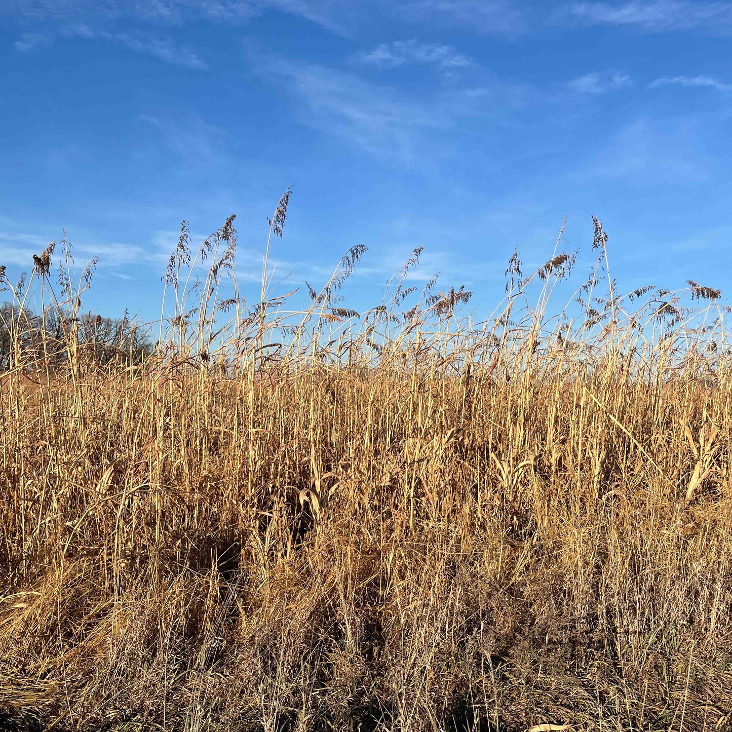 Annual Upland Game Bird Food Mix