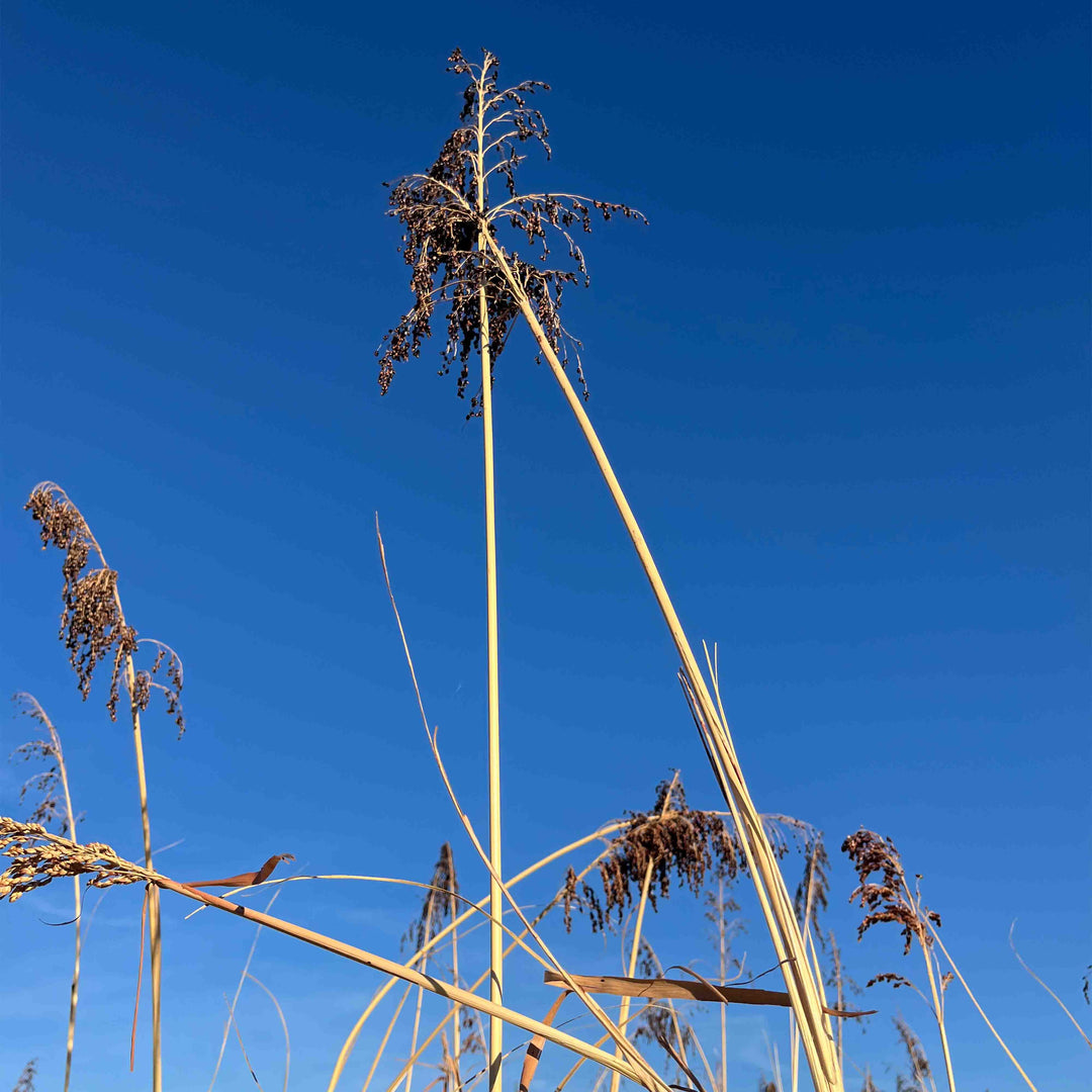 Annual Upland Game Bird Food Mix