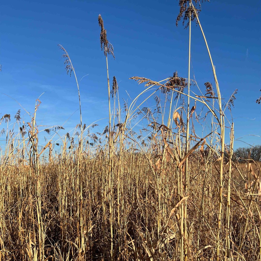Annual Upland Game Bird Food Mix