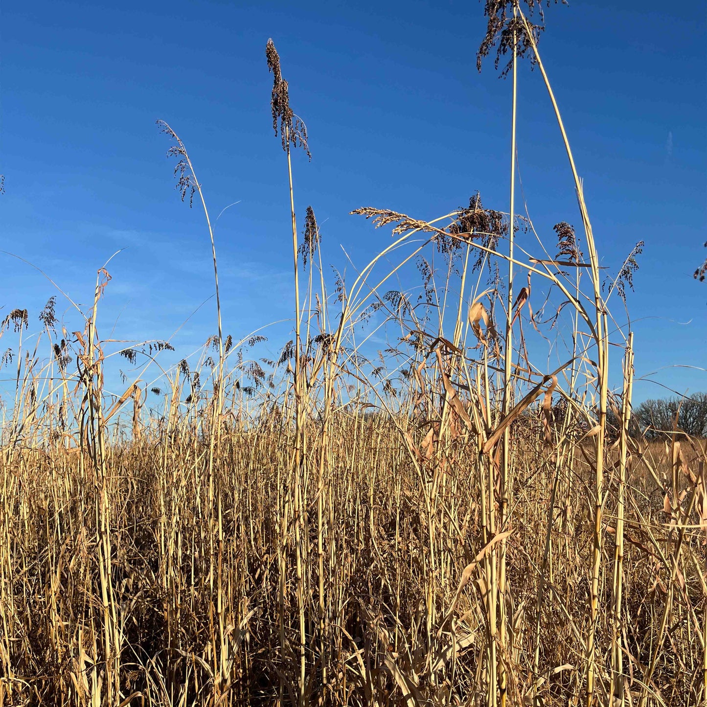 Annual Upland Game Bird Food Mix
