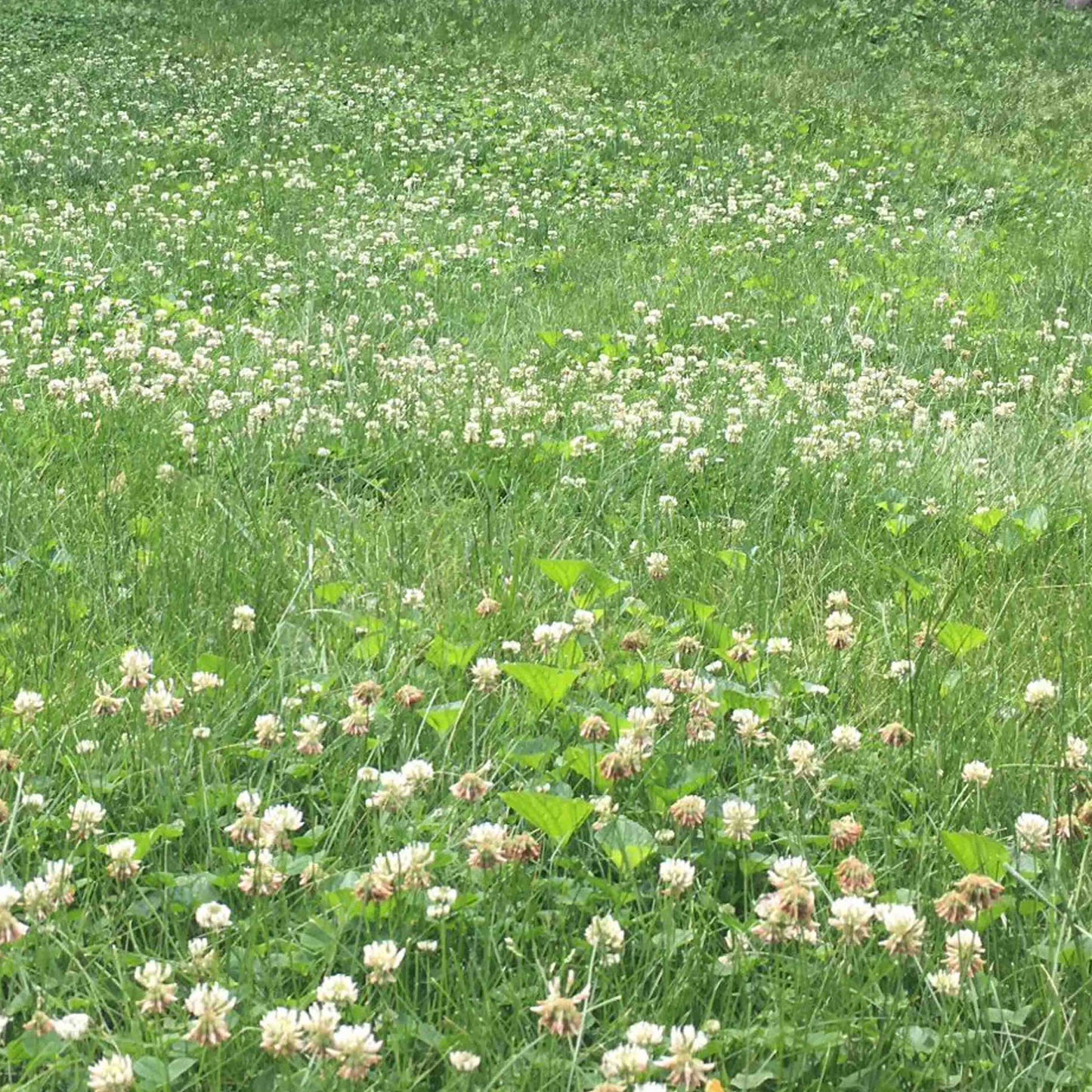 Bee Lawn Mix