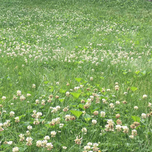Bee Lawn Mix