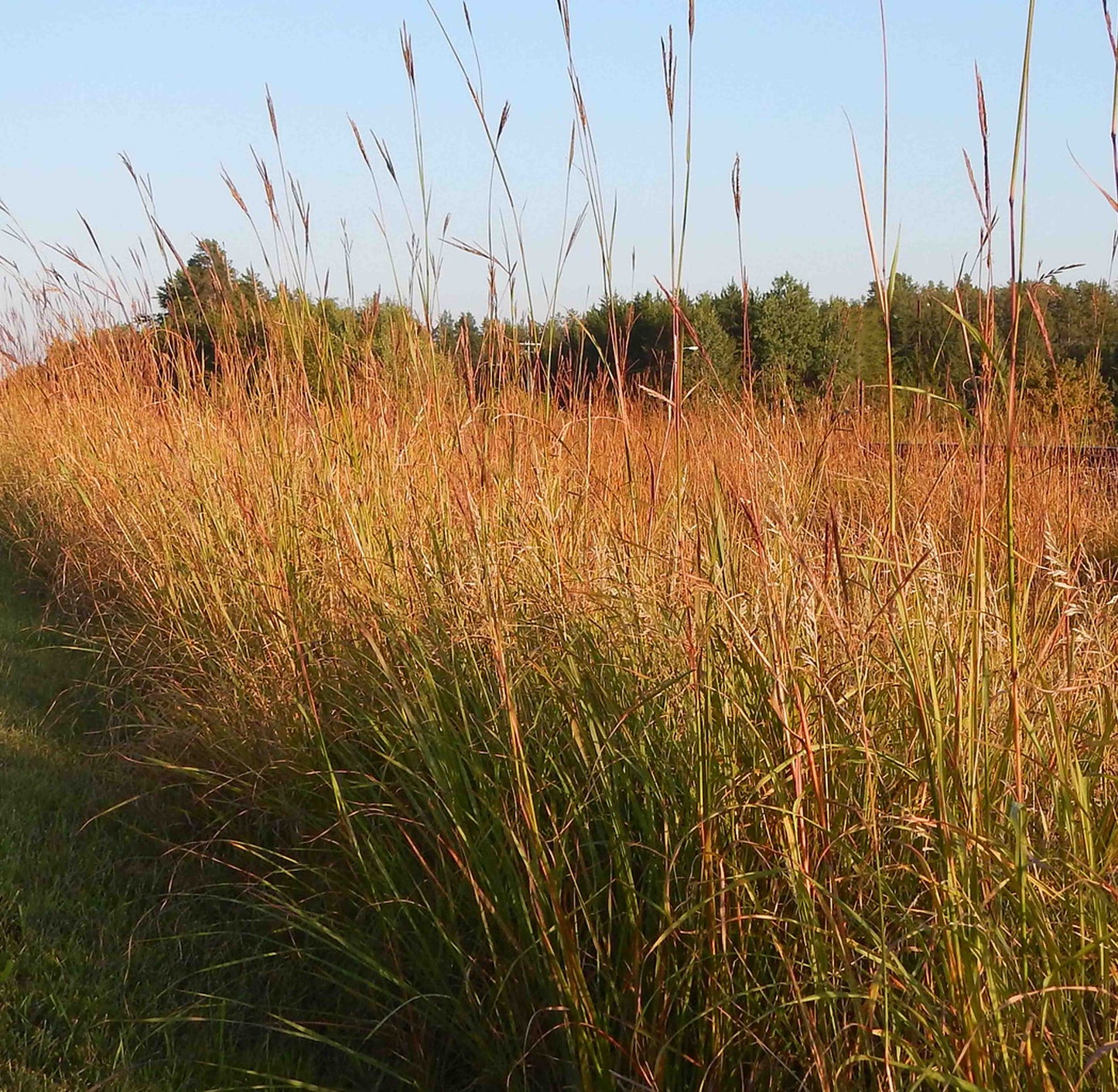 Big Bluestem