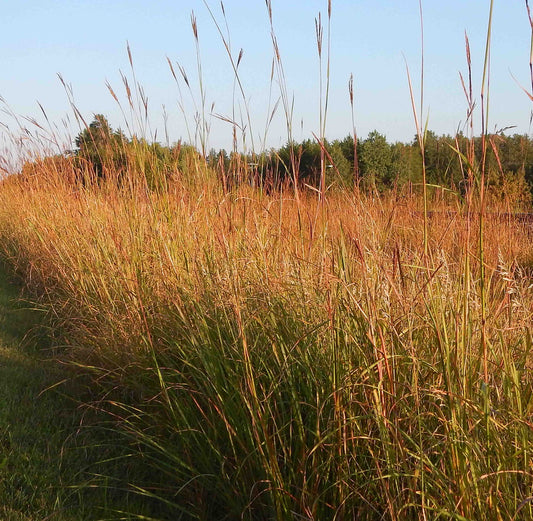 Big Bluestem