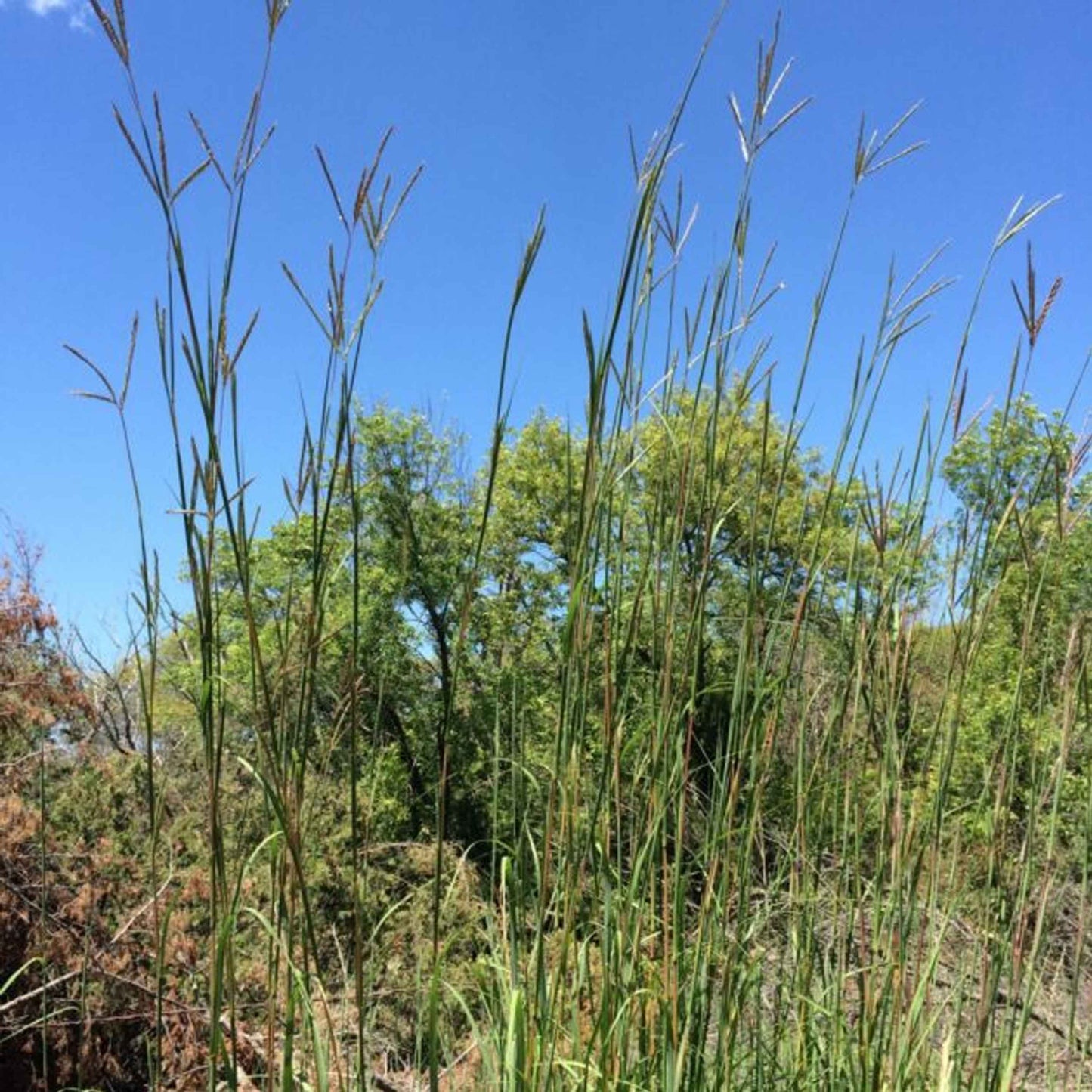 Big Bluestem