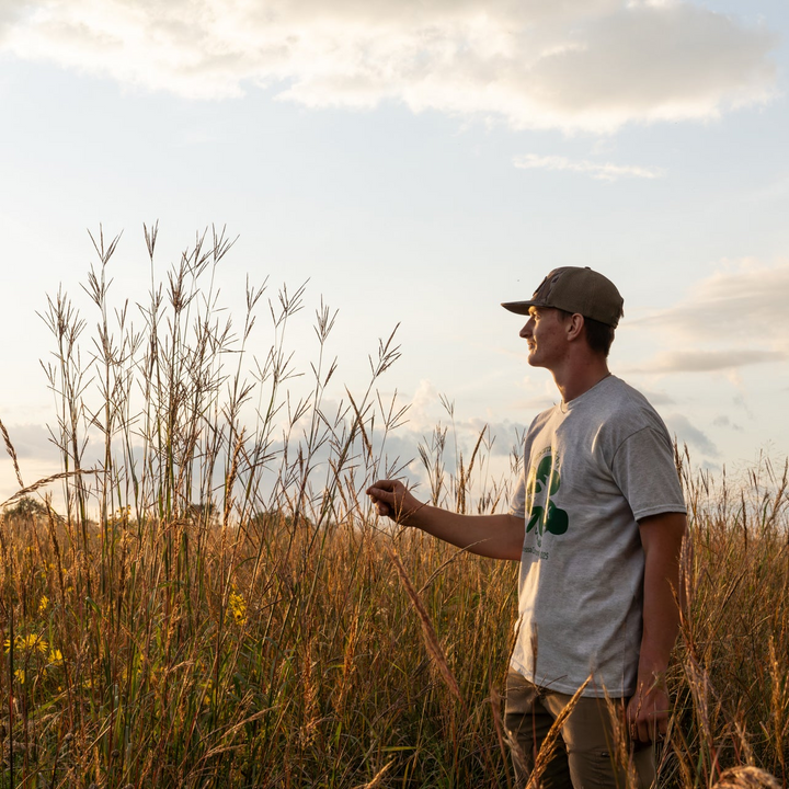 Big Bluestem