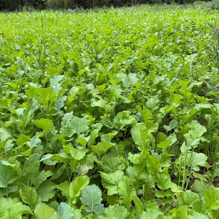 Brassica Overload