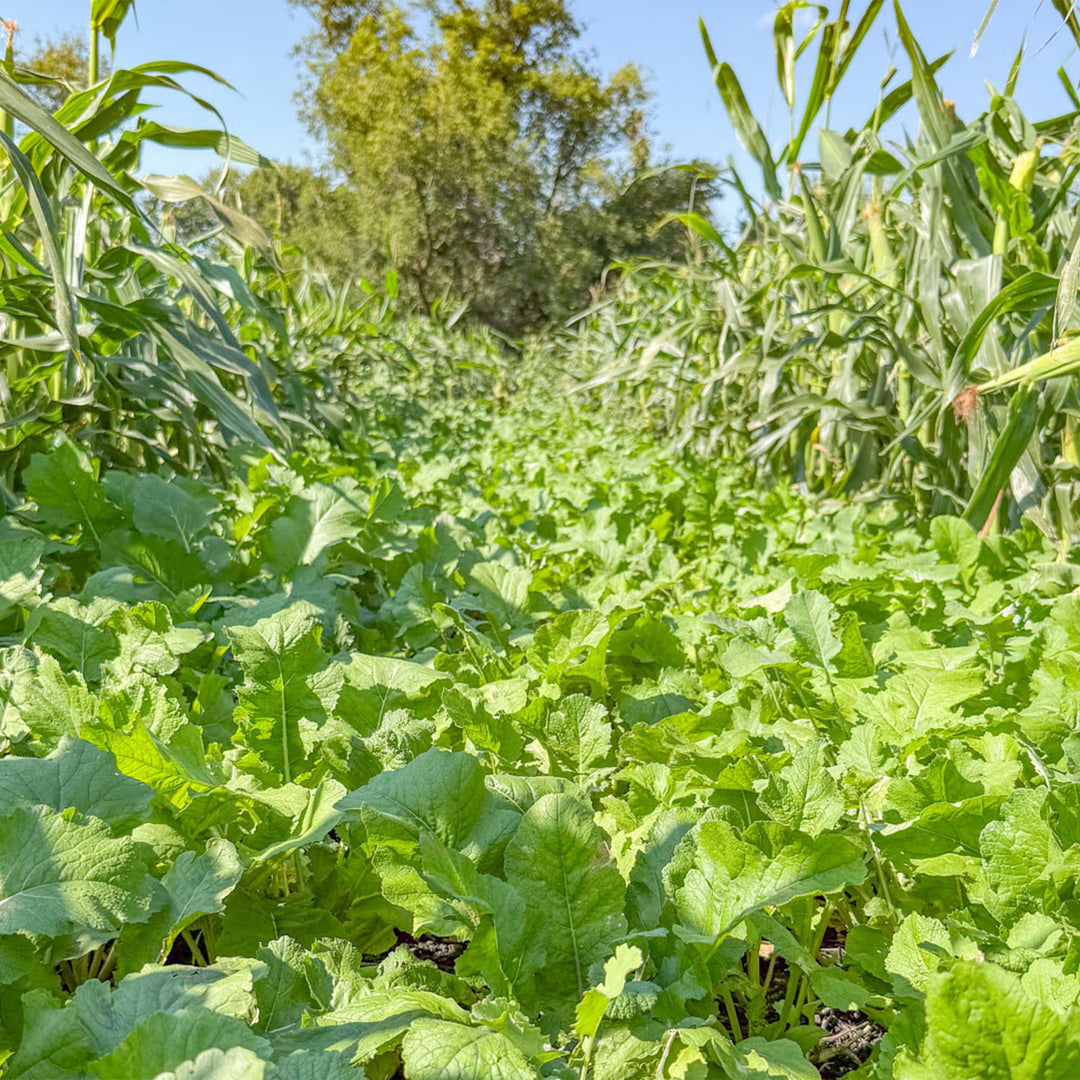 Brassica Overload