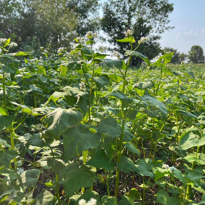 Buckwheat