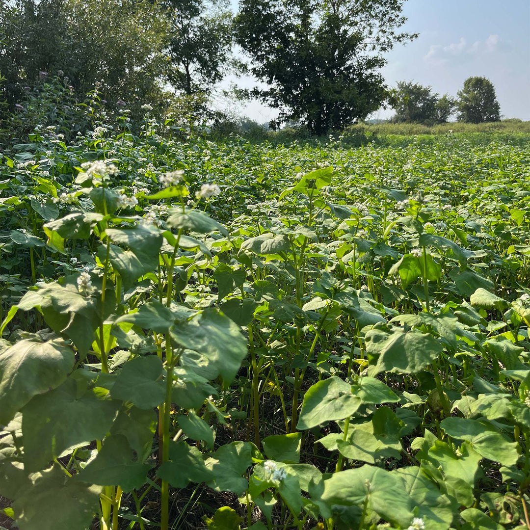 Buckwheat