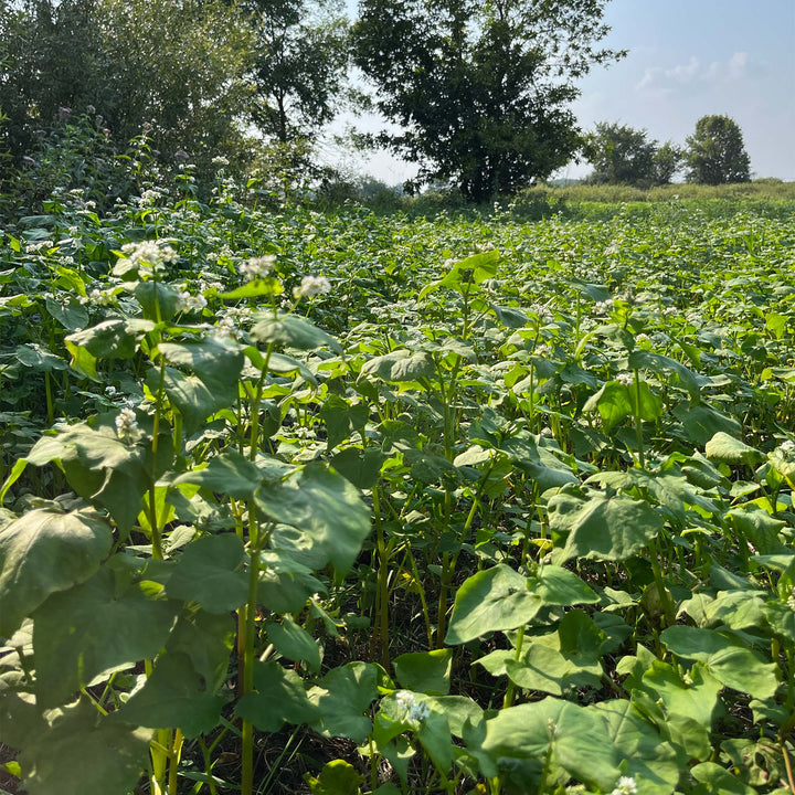 Buckwheat