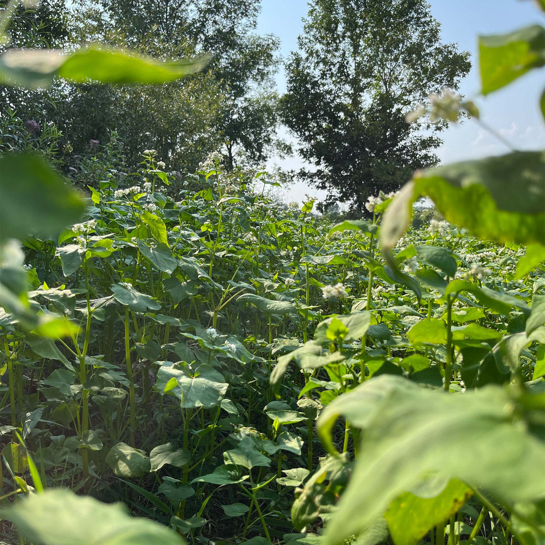 Buckwheat
